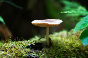 Small mushroom among moss on a dark background