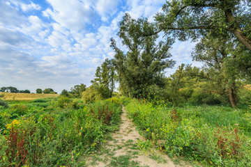 Fototapeta na wymiar River landscape Millingerwaard at sunrise with empty overflow basins floodplain forests and blooming wild flowers against blue sky with scattered clouds