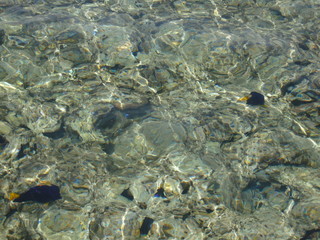 shoal of fish