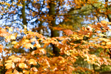 Sherwood Forest Autumn colours in Nottinghamshire,UK.