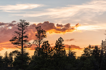 Silhouette of trees in Paria view overlook with beautiful twilight dark orange sky with clouds in Bryce Canyon National Park after sunset