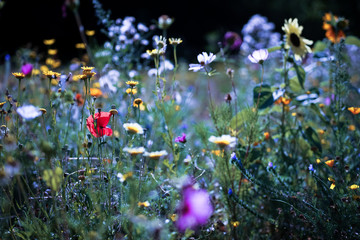 Fototapeta premium Wildblumen für die Seele