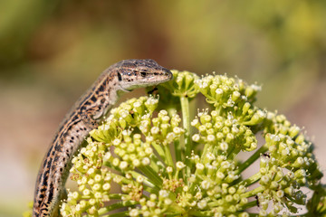 The Italian wall lizard on  a remote island of Palagruža in Croatian Adriatic