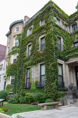 Ivy covered professional or residential building in an urban setting, vertical aspect