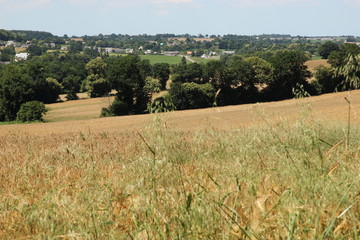 champ de bl&eacute;