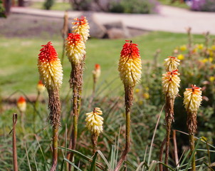 Yellow and Orange tall flower
