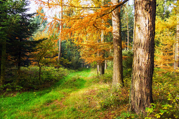 goldener Herbstwald mit Lärchen und Waldweg, waldbaden als Meditation