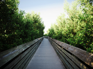 Obraz premium wooden bridge in the forest
