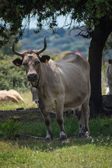 dairy cow with big horns staring