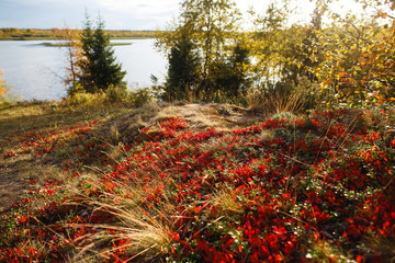 Closeup of autumn of fall tundra foliage with reds and golds, fairytale scenery.