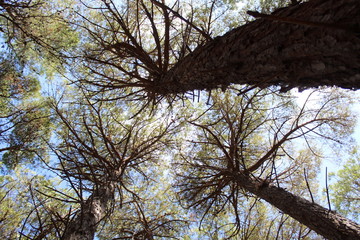Pineta sempreverde nel bosco 
