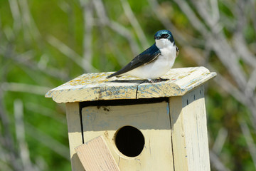 Tree Swallow (iridoprocne bicolor) perched on a nesting box in a nature preserve.