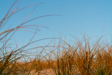 Golden glow of sedge growing on sand as dune protection