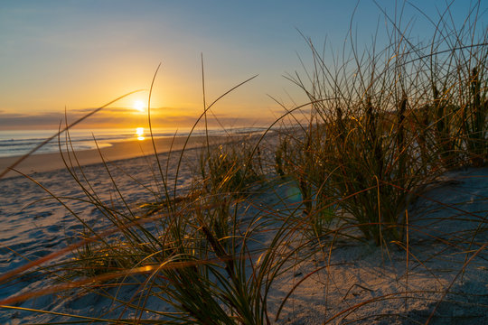 Golden glow of sedge growing on sand as dune protection