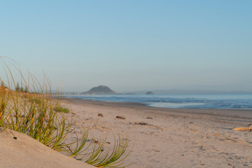 Golden glow of sedge growing on sand as dune protection