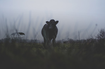 mr cow