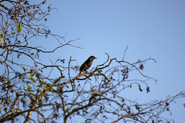 Blackbird sitting on a tree