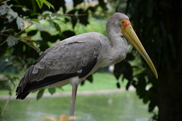 Grauer Storch im Vogelpark