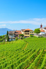 Fototapeta na wymiar Beautiful wine-growing village Rivaz in Lavaux wine region, Switzerland. Lake Geneva and Swiss Alps in the background. Green vineyard on a slope by the picturesque village. Swiss summer