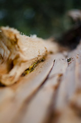 Ne menge holz