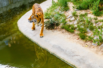 Big striped tiger (Panthera tigris) walking among the green vegetation