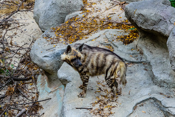 Striped hyena (Hyaena hyaena) on the stone