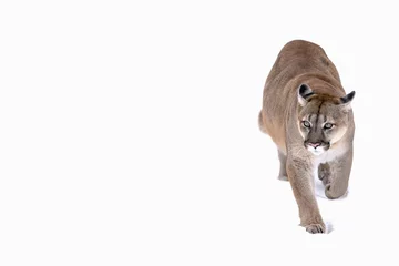 Rolgordijnen canadian cougar on a white background. cougar in the snow © Denis