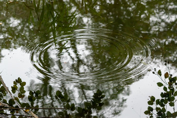 Rain falling on to pond