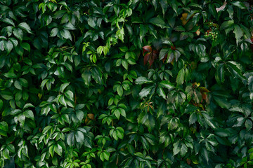 Leaves background. Foliage backdrop. Dark green jungle plant. Garden.