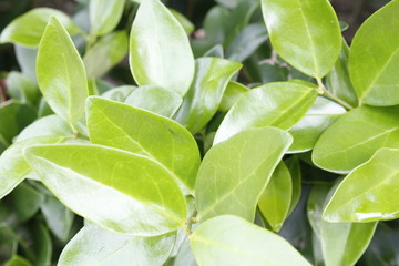Fototapeta na wymiar leaves on green background