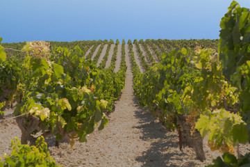 Fototapeta na wymiar Vineyard Landscape in Jerez, Andalusia, Spain.