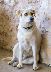 Labrador Retriever, 1 year old, sitting in front of white rural background