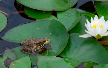 frog on lily pads with white waterlily bloom