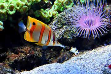 Naklejka na ściany i meble sea striped fish on a background of seaweed with sea anemones