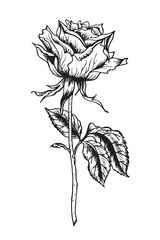 Rose with a stem and leaves, black and white graphic drawing in retro style. Floral vector illustration with a rose.