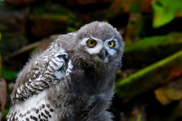 owl young individual with gray plumage