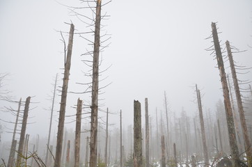 trees
