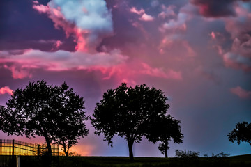 trees at sunset