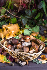 Mushroom Boletus in wooden wicker basket. Boletus edulis over Wood Background, close up on rustic table.  Cooking delicious organic mushroom. Gourmet food,Autumn Cep Mushrooms. Mushrooms Picking