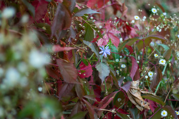 Red foliage of wild grapes on a background of wild flowers in the garden, selective focus