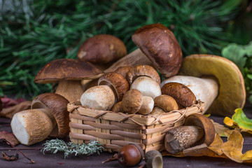 Mushroom Boletus in wooden wicker basket. Boletus edulis over Wood Background, close up on rustic table.  Cooking delicious organic mushroom. Gourmet food,Autumn Cep Mushrooms. Mushrooms Picking