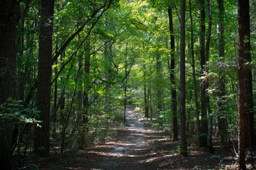 Fototapeta premium Another Picture of a Trail