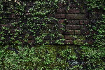 Old brick moss-covered wall.