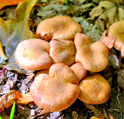 Yellow and brown mushrooms on the ground on a trail in Canada