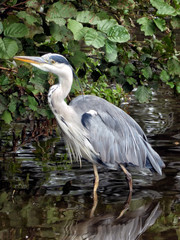 Grey heron walking in a river