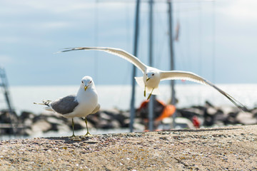 Mewy © Konrad Kerker