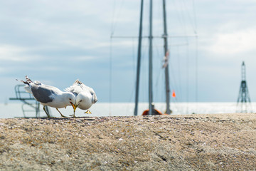 Mewy © Konrad Kerker