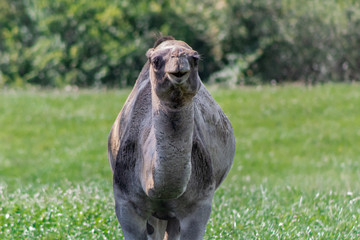 camel relaxing in a green grass meadow