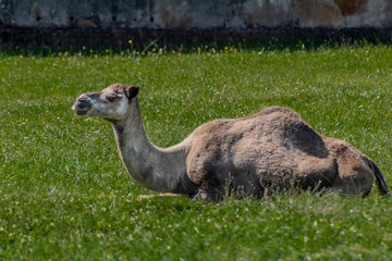 camel relaxing in a green grass meadow