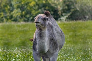 camel relaxing in a green grass meadow